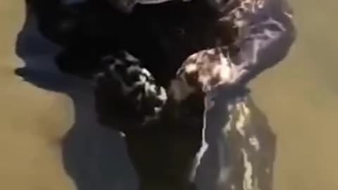 The funniest animals in the world.