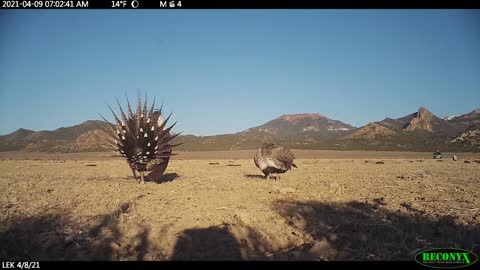 Sage Grouse on a Nevada Lek