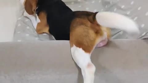 Cute dog wants to be left alone