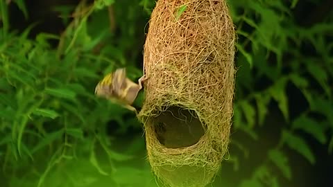 Wildlife and Funs