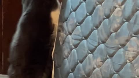 Nothing Is Too Big For This Cat