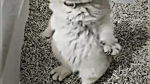 funny cat