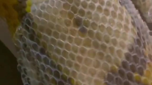 Visual shock # Science # Golden Python