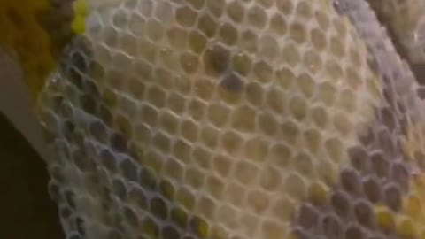 Visual shock # Science # Golden Python