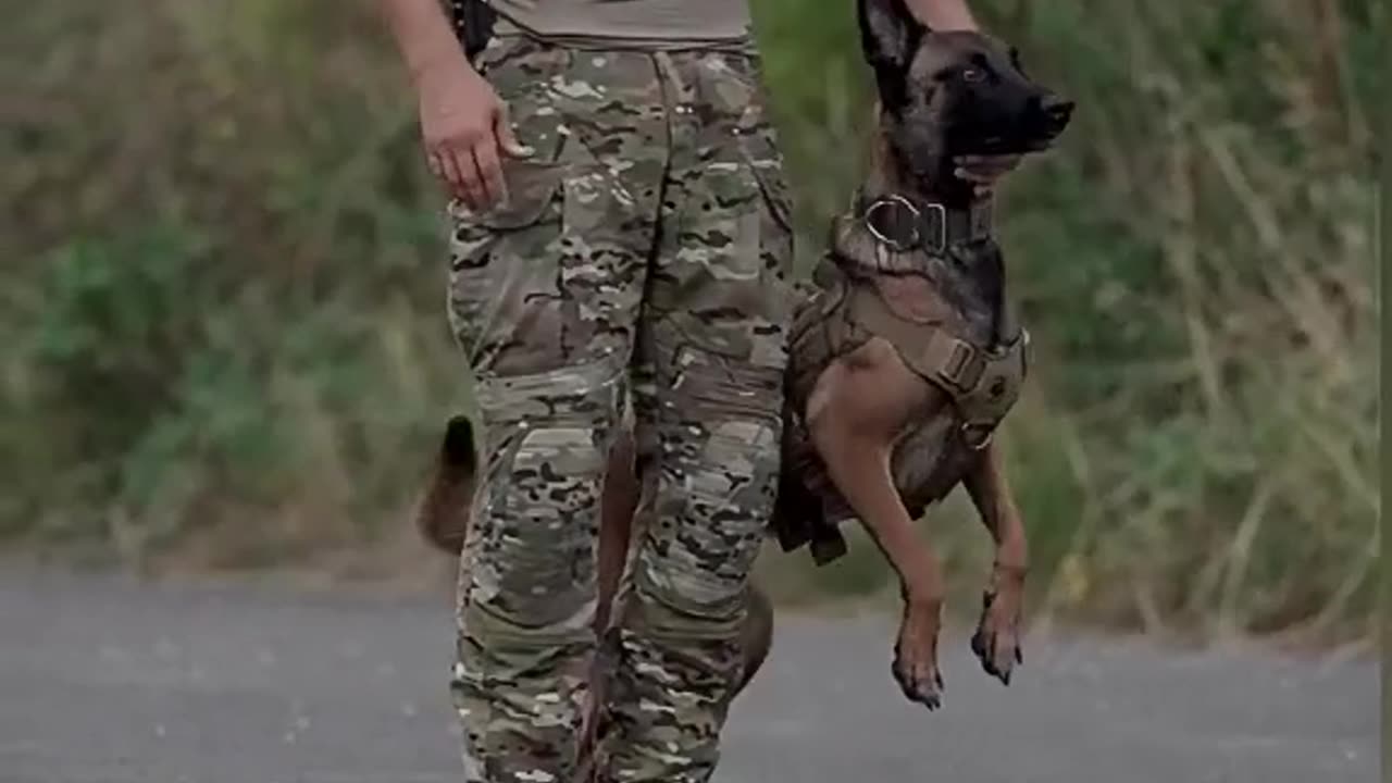 Dive into the Heartwarming World of Cute Dog Training Videos 💯