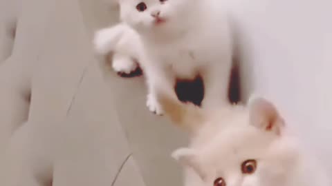 Cute cat-Baby kittens