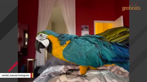 No one wanted this 'crazy' shelter parrot. Then a woman took him home.