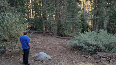 Man Attempts To Scare Bear From Campsite