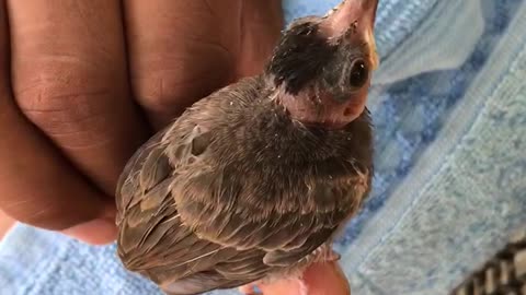 What is Name This Bird