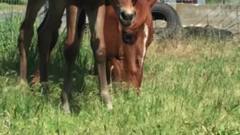 November 15 means the start of the new futurity year.