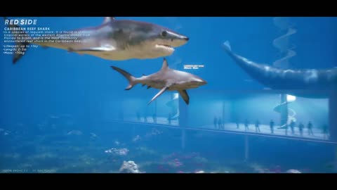 SPEED COMPARISON 3D - Ocean Life
