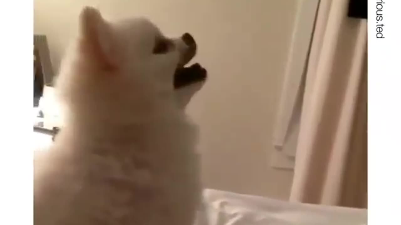 Dog Confused 🤔