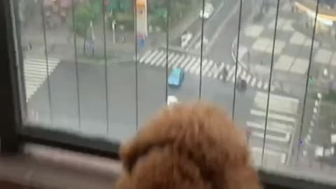 Puppies love to look outside, too