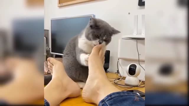 Cat eagerly wants to lick owner's feet