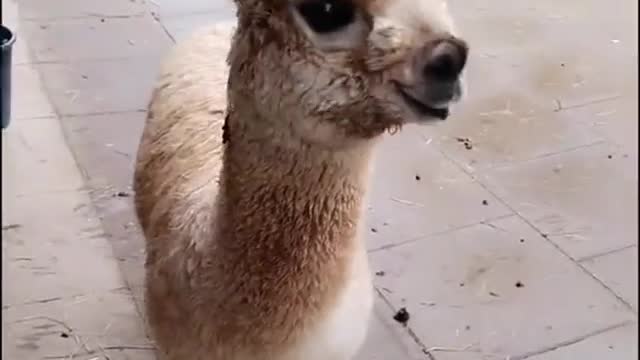 Sweet Alpaca