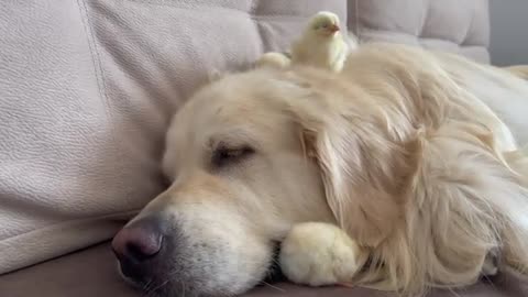 Golden Retriever and Baby Chicks Sleep Together