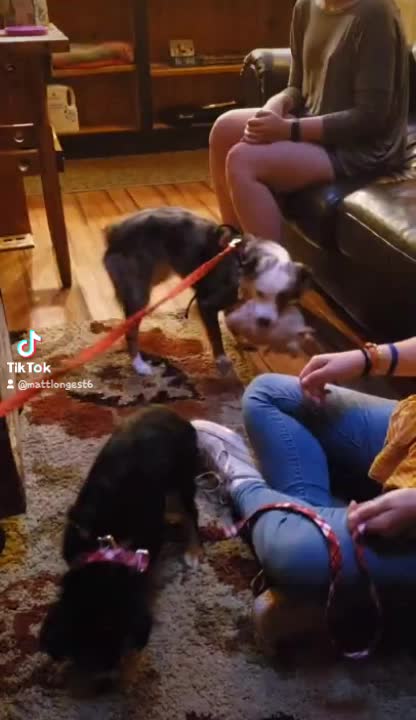 Coco plays with Cannol! - vacation 2021