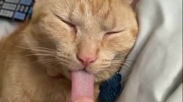 How long is a cat's tongue