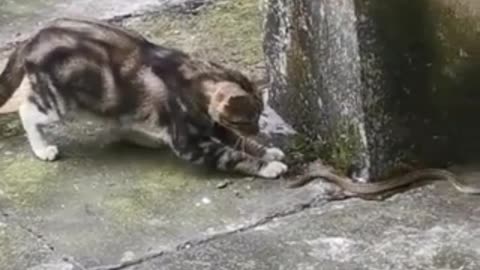 Cat fight with snake