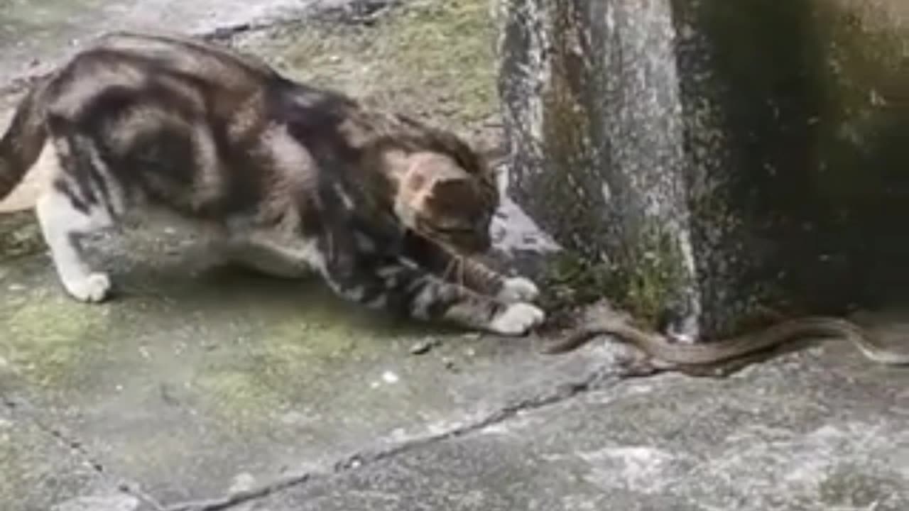 Cat fight with snake