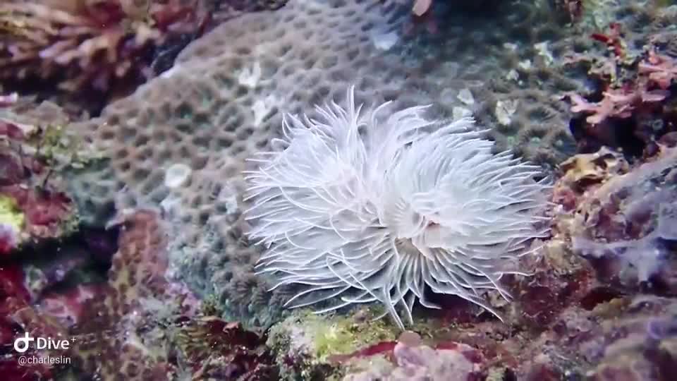 Glass sea flower in Taiwan