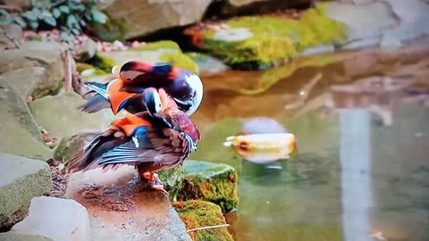 ColourFull Birds