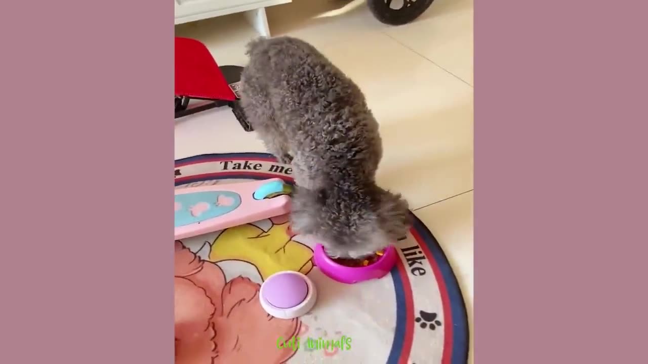Funny Dog And Cat ππΆπ» Funniest Animals #223