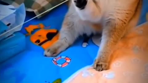 Crazy cat video