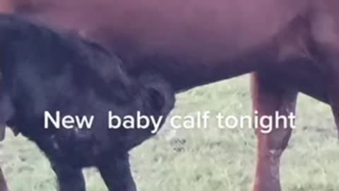 New baby calf