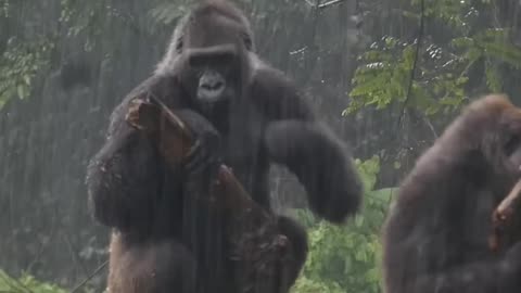 Animals enjoying the rain (Time for some romance❤❤)