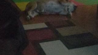 Bella wiggling
