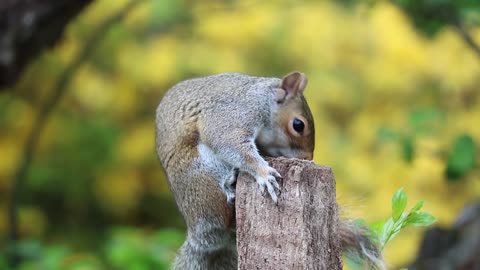 Squirrel on a wood