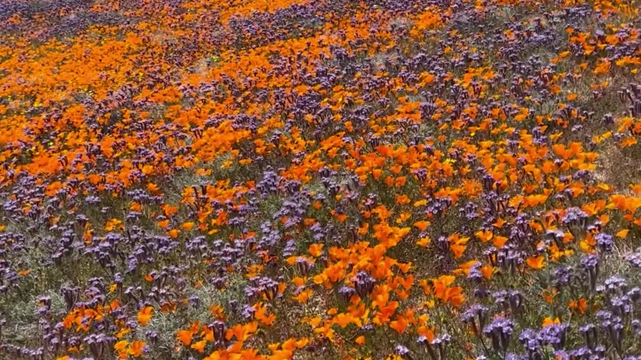 Eastern Sierra Wildflower Super Bloom