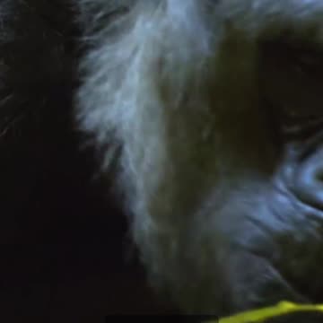 Why You Should Vote for HARAMBE in the 2024 U.S. Election - Weird AI Prompt 27