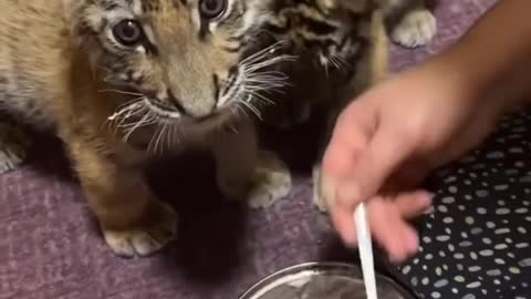 Feed the baby tiger