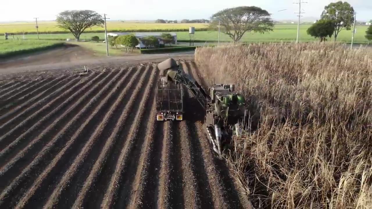 SugarCane Growing and Harvest - Sugar Mill Processing Line - Modern Machine Harvest