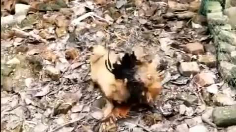 Chicken VS Dog Fight - Funny Dog Fight Videos