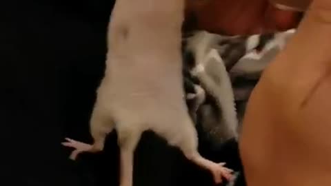 Rat Hangs On Bowl While Owner Eats From It