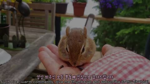 Chipmunk eating peanuts