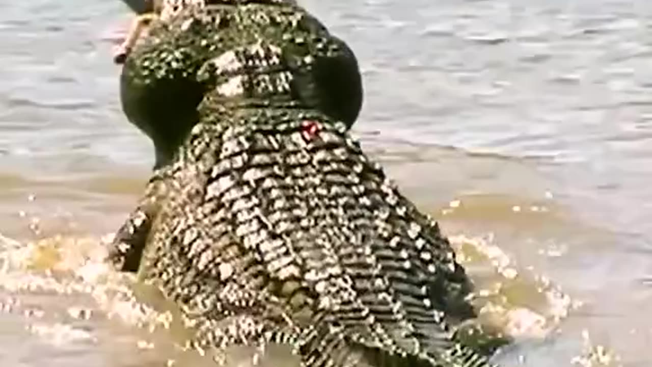 crocodiles owns the rivers