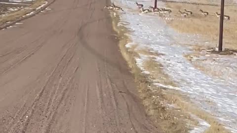 Herd of Antelope on the High Plains