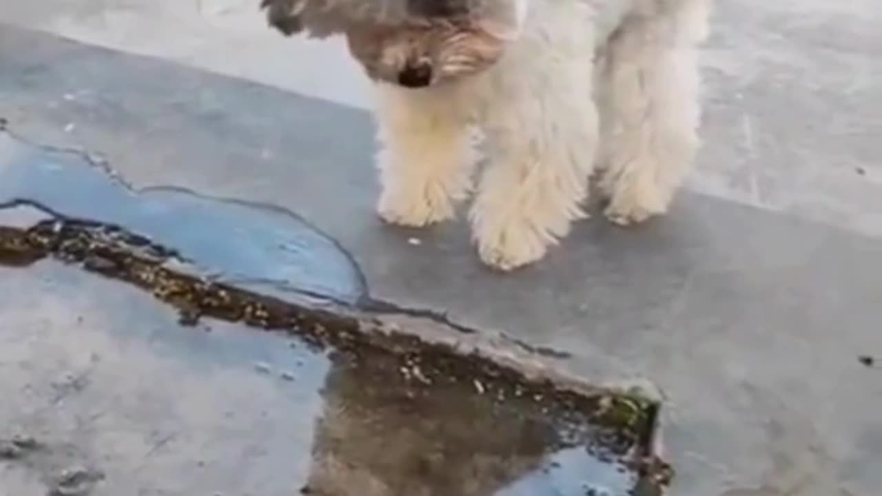 Mirror, Mirror in the Water: Dog Meets Its Double! 🐶👀💧🔍😂🐾