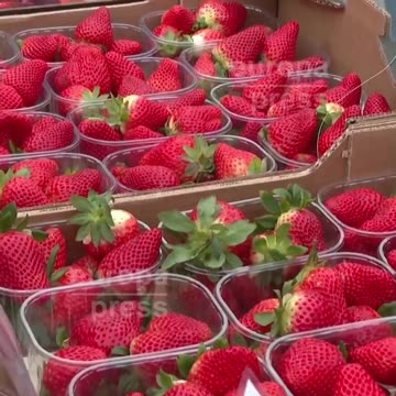 FRESAS FRESCAS BUENAS Y SALUDABLES