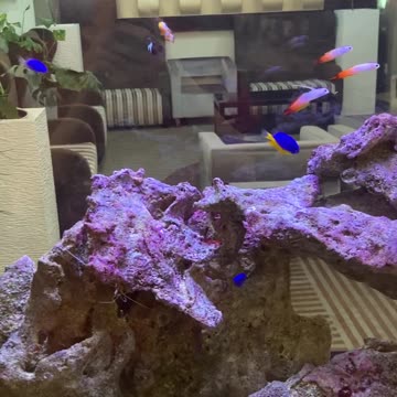 Aquarium at Holiday Inn & Express in Orlando