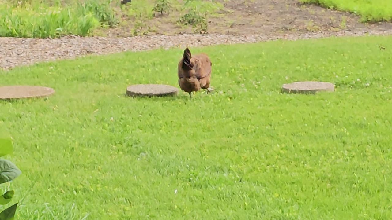 OMC! Brownie is old - Brownie is a loner chicken! 🐔😍 #brownie #old #loner #chickens #hens #shorts