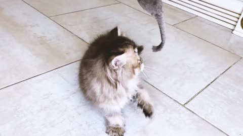 Cats for Baby !!!