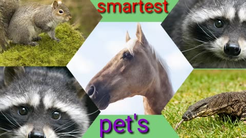 Smart pet's part 2