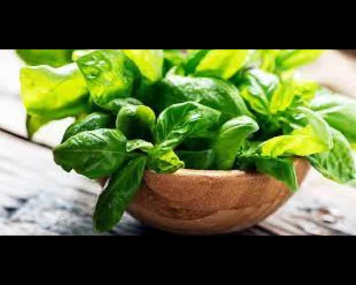 Culinary Use of Basil