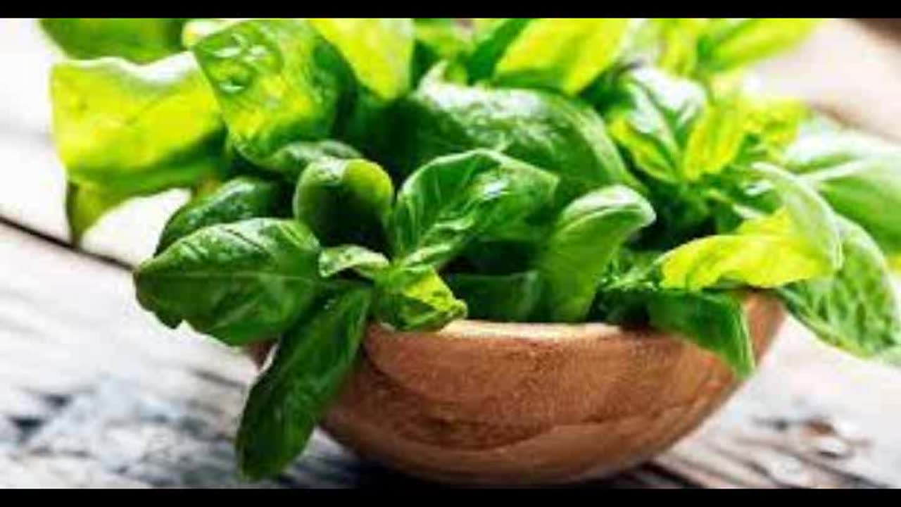 Culinary Use of Basil