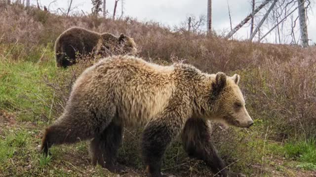 Finishing up my 6thseasonworking with bears in the Greater Yellowstone Ecosystem